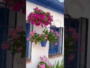 Descubre cómo visitar los patios de Córdoba de forma gratuita