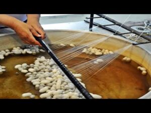 Producción de seda: cómo se hace