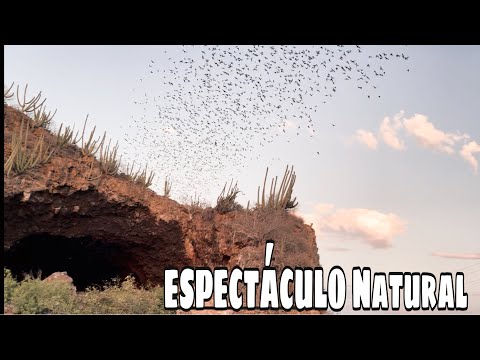 Cueva de los murciélagos: Fotos impresionantes