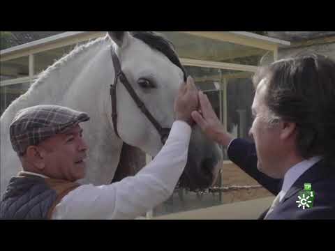 Descubre el precio del caballo de pura raza española